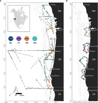 Seasonal, Annual, and Decadal Distribution of Three Rorqual Whale Species Relative to Dynamic Ocean Conditions Off Oregon, USA